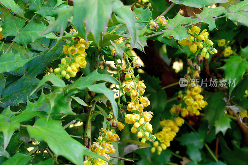 红花/小檗/俄勒冈葡萄-冬青的花和果